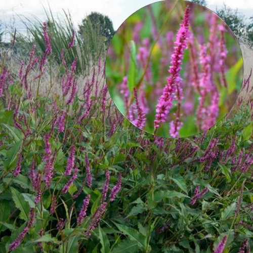 Persicaria amplexicaulis 'Rowden Gem' - Kaelus-kirburohi 'Rowden Gem' 
